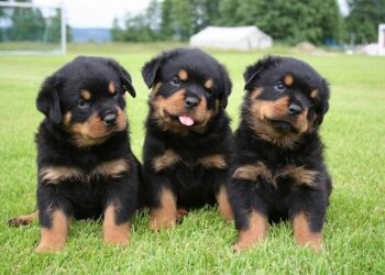 voiceformenindia.com