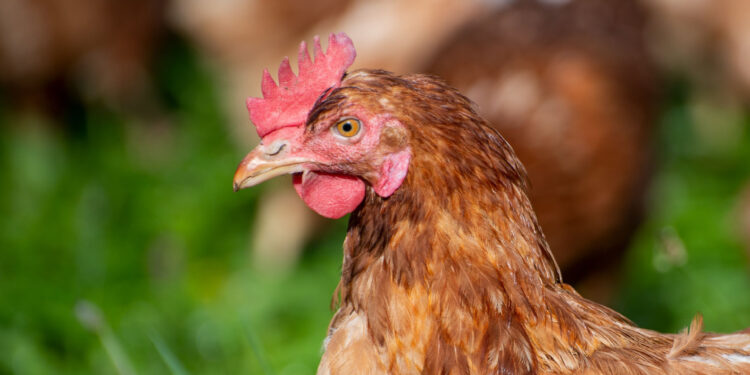 voiceformenindia.com